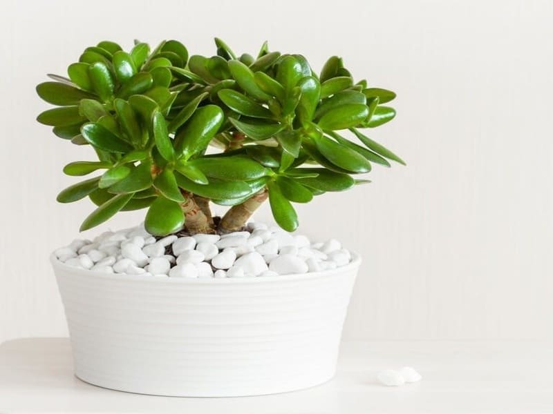 5 loại cây hút tài lộc vào nhà khi chuyển nhà mới 11 Cây ngọc bích