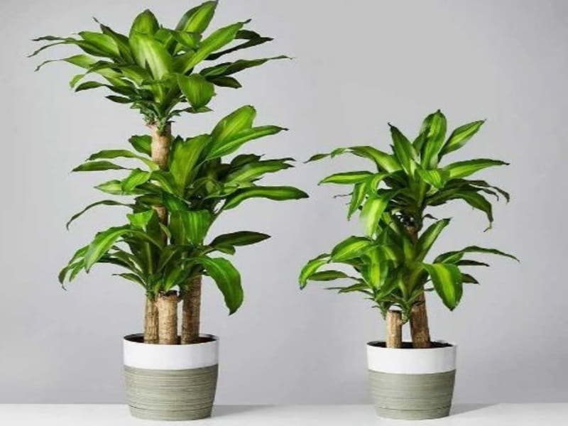 5 loại cây hút tài lộc vào nhà khi chuyển nhà mới 9 Cây phát tài